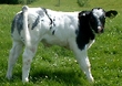 Tubridy the Calf