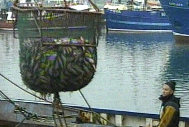Fish - French fishermen exceeded their quota by 65% Fish - French fishermen exceeded their quota by 65%