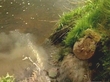 Donegal Sewage