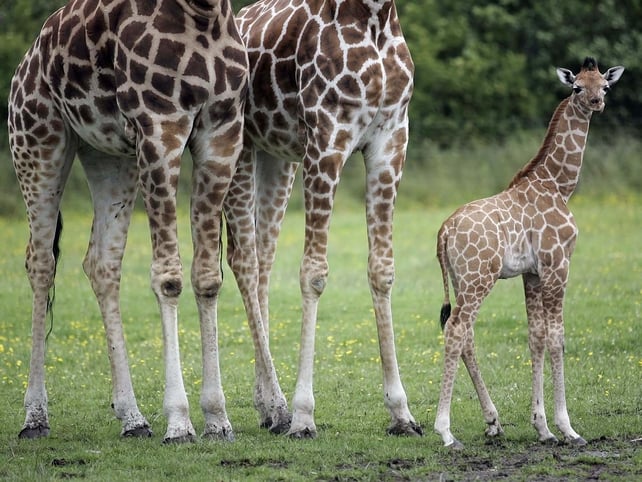 Giraffe calf - Last June this male giraffe was born at Dublin Zoo Giraffe calf - Last June this male giraffe was born at Dublin Zoo