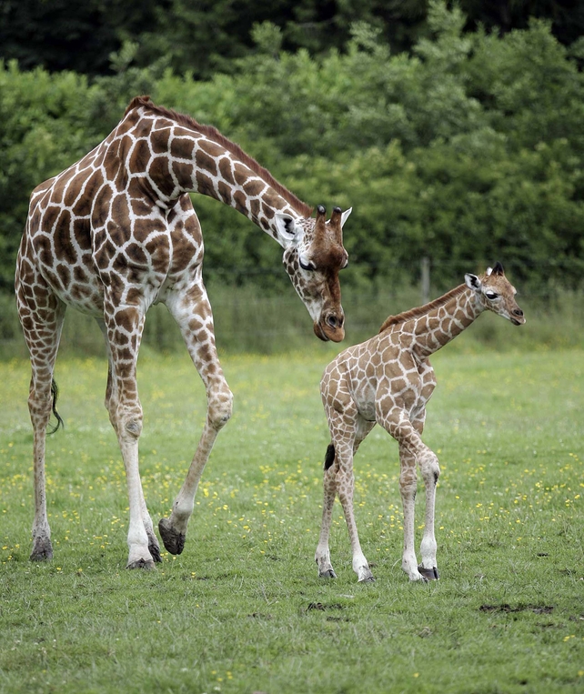 Baby giraffe calf - Latest addition will join last year's baby (pictured) Baby giraffe calf - Latest addition will join last year's baby (pictured)