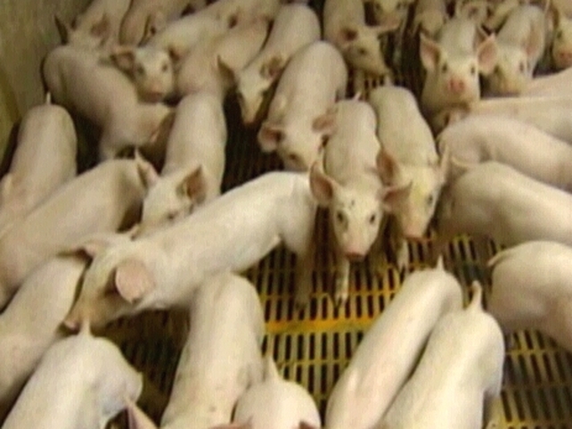 Pigs - 'Finding was not unexpected' Pigs - 'Finding was not unexpected'