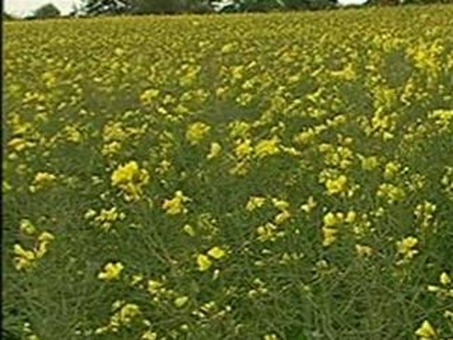 Biofuels - New plans enter consultation period Biofuels - New plans enter consultation period