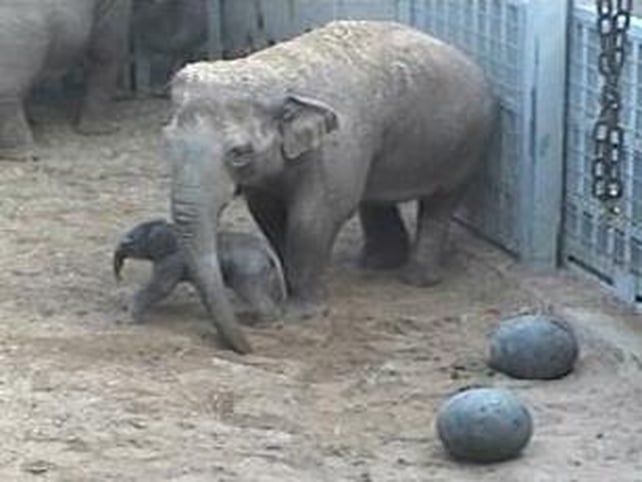 Dublin Zoo - Mother and baby doing well Dublin Zoo - Mother and baby doing well