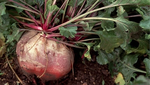 Beetroot