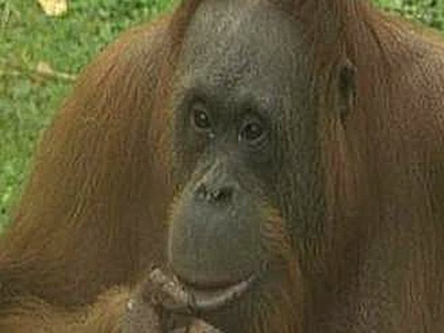 Maggie - Orang-utan tried to escape Maggie - Orang-utan tried to escape