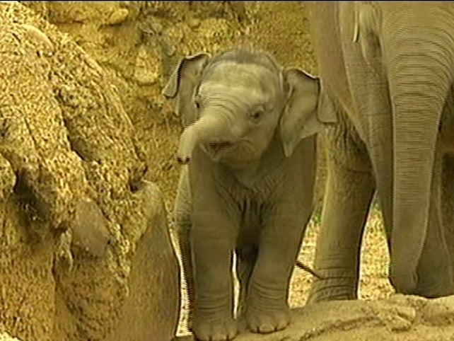 Meet Budi - This 'little' 260kg boy is the newest addition to Dublin Zoo's five elephant herd Meet Budi - This 'little' 260kg boy is the newest addition to Dublin Zoo's five elephant herd