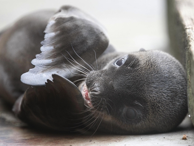 A Pup is Born - This California Sea Lion made her public debut today at Dublin Zoo A Pup is Born - This California Sea Lion made her public debut today at Dublin Zoo