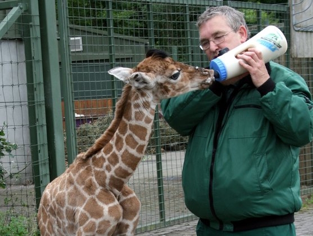 Baby's Debut - Keeper John O'Connor feeds the giraffe calf Baby's Debut - Keeper John O'Connor feeds the giraffe calf