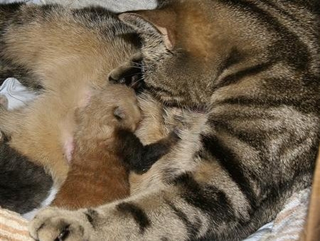 'Mother' & Panda - The red panda, currently the size of a kitten, will grow to be slightly bigger than her adopted mother 'Mother' & Panda - The red panda, currently the size of a kitten, will grow to be slightly bigger than her adopted mother