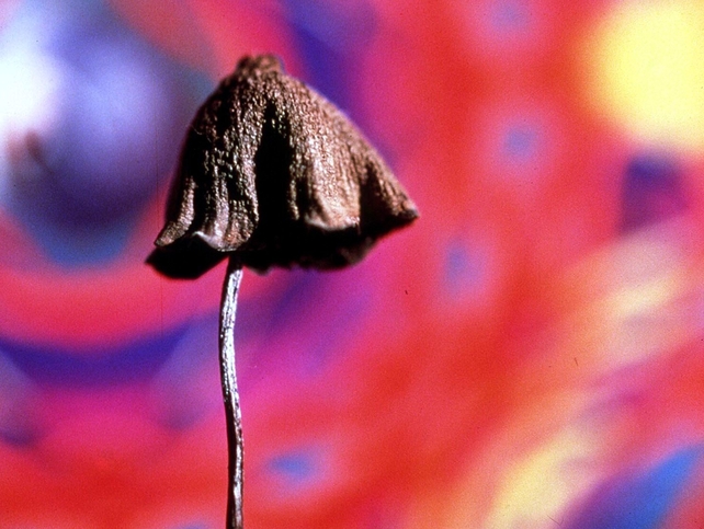 Magic Mushrooms - Netherlands to ban their sale starting Monday Magic Mushrooms - Netherlands to ban their sale starting Monday