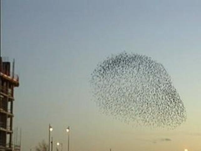 Belfast - These starlings come out at twilight Belfast - These starlings come out at twilight