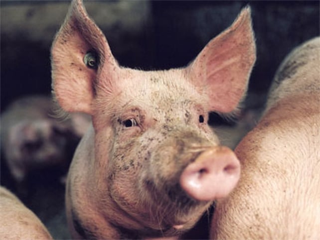 Total Recall - A comprehensive guide to the Irish pork recall Total Recall - A comprehensive guide to the Irish pork recall