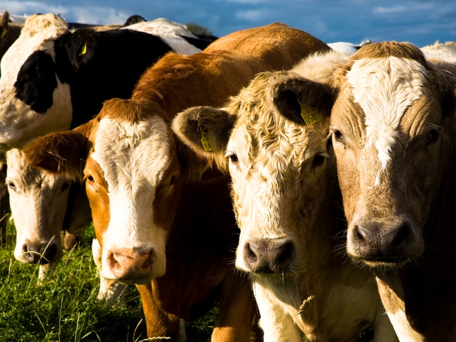 Cattle - Disease cost millions Cattle - Disease cost millions