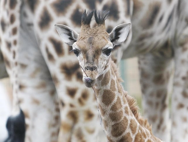 Neema - The seventh member of Dublin Zoo's giraffe herd Neema - The seventh member of Dublin Zoo's giraffe herd