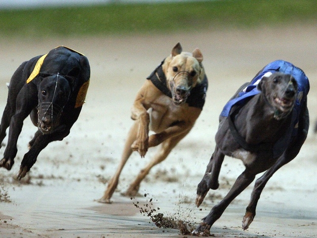 Gardaí have become involved in the latest case to rock greyhound racing