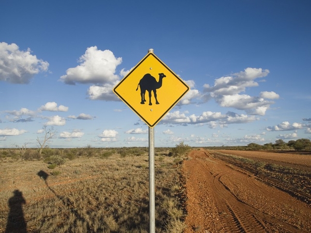 Camels - More than one million roam central Australia Camels - More than one million roam central Australia