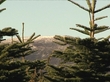 Christmas Trees Can Reduce Erosion