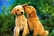 Stolen Dogs