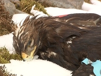 Poisoned chick threatens eagles project Poisoned chick threatens eagles project