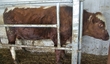 Beef Prices - The British Perspective