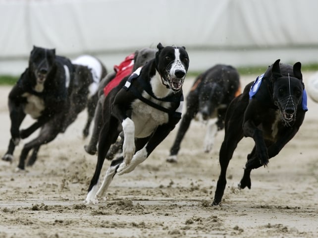 Greyhound Racing - Concerns over industry Greyhound Racing - Concerns over industry