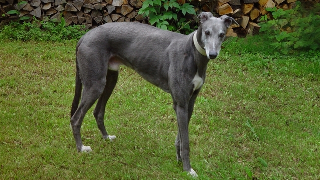 Greyhound - Industry governed by 1958 Act Greyhound - Industry governed by 1958 Act