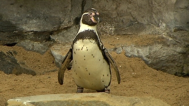 Kelli - Safely returned to Dublin Zoo Kelli - Safely returned to Dublin Zoo