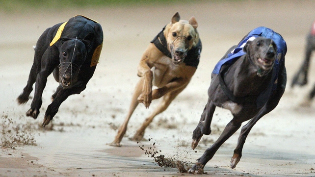 IGB to host greyhound gathering day