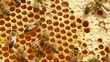 What's killing Our Bees?
