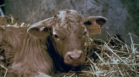 Meat from cloned cow entered UK food chain Meat from cloned cow entered UK food chain