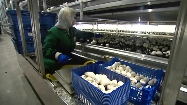 Monaghan Mushrooms employs 900 people in Ireland, 3,500 worldwide Monaghan Mushrooms employs 900 people in Ireland, 3,500 worldwide