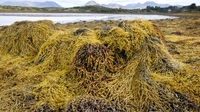 Morning Ireland: Seaweed farmers concerned about new rules Morning Ireland: Seaweed farmers concerned about new rules