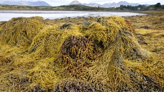 Arramara Teoranta purchased seaweed from around 300 local harvesters and sold it globally Arramara Teoranta purchased seaweed from around 300 local harvesters and sold it globally