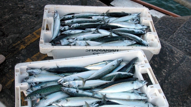 Mackerel are migrating northwards as European seas grow warmer Mackerel are migrating northwards as European seas grow warmer