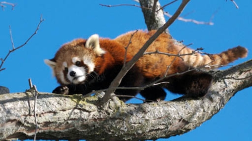 Red panda goes missing from Belfast zoo