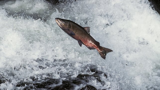 BIM is seeking a licence to develop a salmon farm in Galway Bay BIM is seeking a licence to develop a salmon farm in Galway Bay