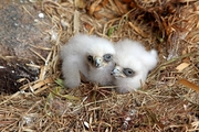 Baby eagles