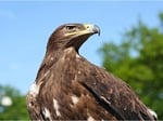 Golden Eagle