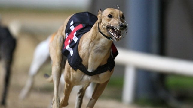 Greyhound Racing - EC argues rate could cause a distortion of competition within the EU Greyhound Racing - EC argues rate could cause a distortion of competition within the EU