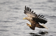 White Tailed Eagle in flight