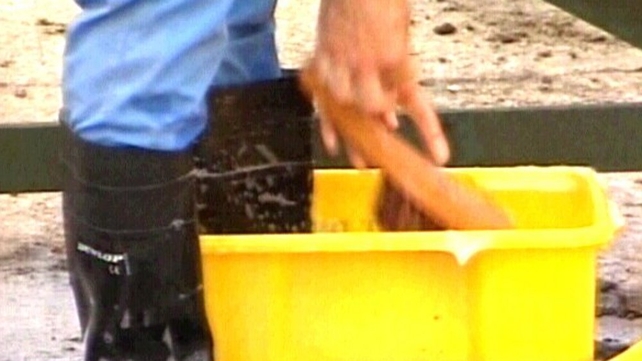 Foot-and-mouth disease - Animals culled in South Korea Foot-and-mouth disease - Animals culled in South Korea