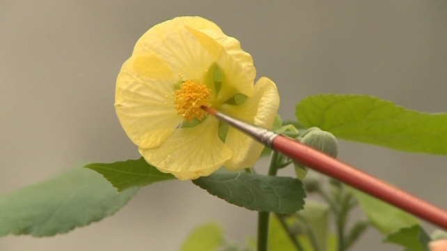 'Abutilon Pitcairnense' - Irish botanist conserves 'Abutilon Pitcairnense' - Irish botanist conserves