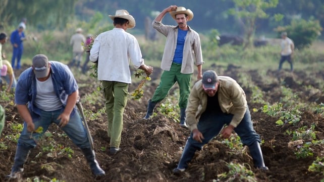 Cuba - The govt declared that agriculture is the most important sector in the country's new economic reforms Cuba - The govt declared that agriculture is the most important sector in the country's new economic reforms