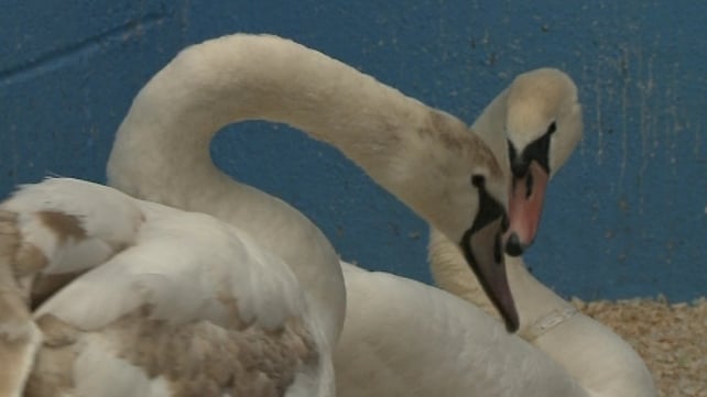 The public is advised to contact the National Parks and Wildlife Service if they come across ill swans The public is advised to contact the National Parks and Wildlife Service if they come across ill swans