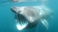 Basking shark sighted off Kerry coastline Basking shark sighted off Kerry coastline
