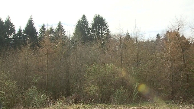 The report warns of a risk to forestry jobs if Coillte's harvesting rights are sold The report warns of a risk to forestry jobs if Coillte's harvesting rights are sold