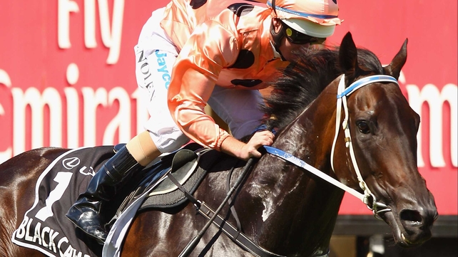Black Caviar is likely to back up in next Saturday's Lightning Stakes at Flemington