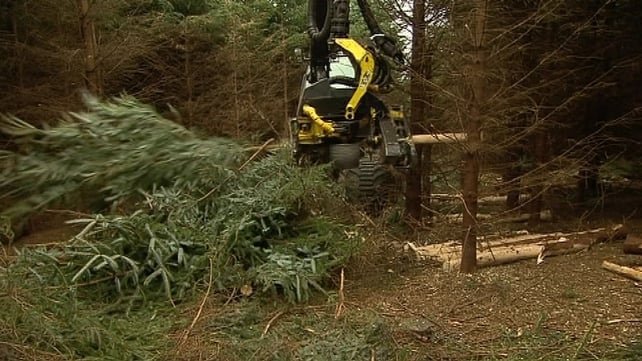 Coillte would need to sell the rights at almost double its average selling price in order for the State to cover costs Coillte would need to sell the rights at almost double its average selling price in order for the State to cover costs