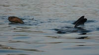 30 sharks spotted off Dingle coast 30 sharks spotted off Dingle coast